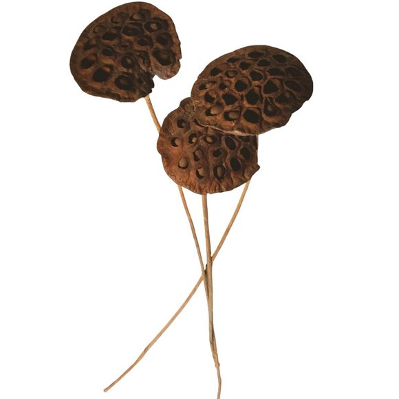 Dried Lotus Pods Stems Crafts Home Floral Decor Natural Brown Lot 3 - Picture 1 of 8